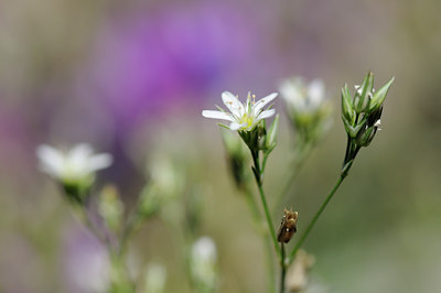 BUITEN BEELD Foto: 137706