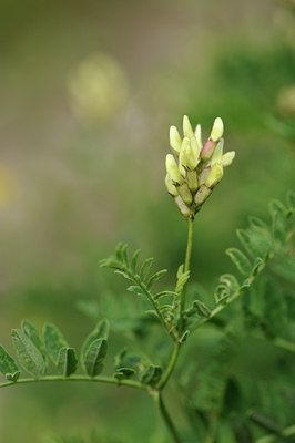 BUITEN BEELD Foto: 137715