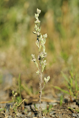 BUITEN BEELD Foto: 137721