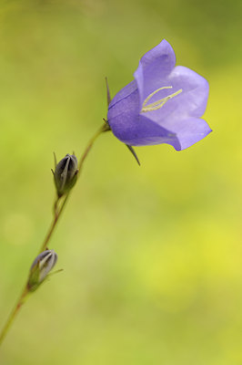 BUITEN BEELD Foto: 137729
