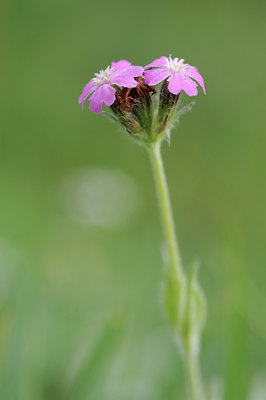 BUITEN BEELD Foto: 137737