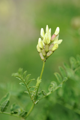 BUITEN BEELD Foto: 137746