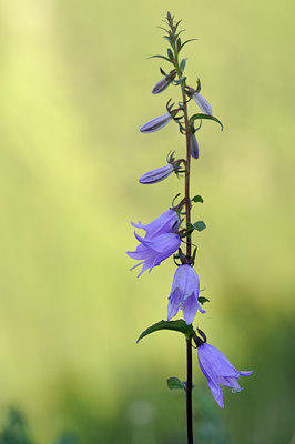 BUITEN BEELD Foto: 137762