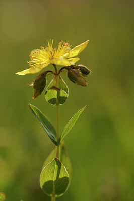 BUITEN BEELD Foto: 137763