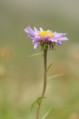 BUITEN BEELD Foto: 137777