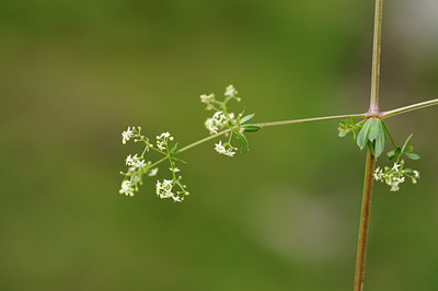 BUITEN BEELD Foto: 137788