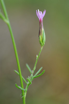 BUITEN BEELD Foto: 137795