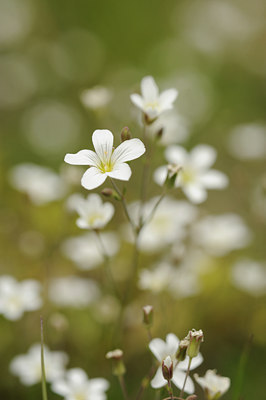 BUITEN BEELD Foto: 137816