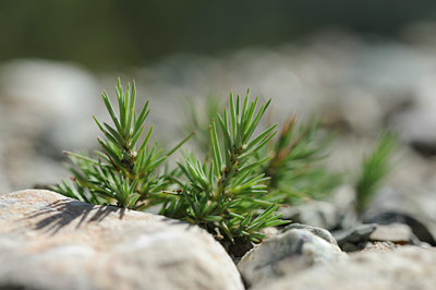 BUITEN BEELD Foto: 137827