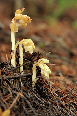BUITEN BEELD Foto: 137832