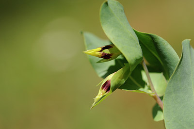 BUITEN BEELD Foto: 137834