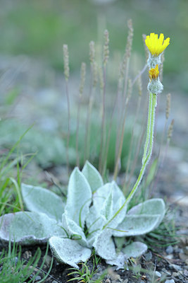 BUITEN BEELD Foto: 137840