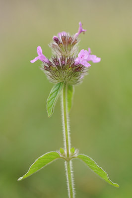 BUITEN BEELD Foto: 137841