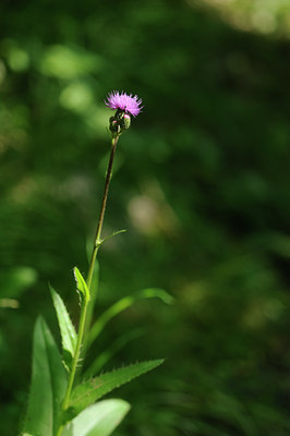 BUITEN BEELD Foto: 137860