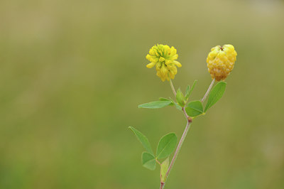 BUITEN BEELD Foto: 137876