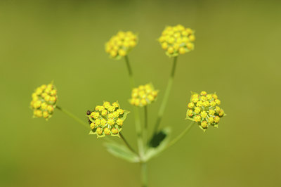 BUITEN BEELD Foto: 137877