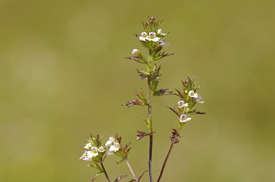 BUITEN BEELD Foto: 137878