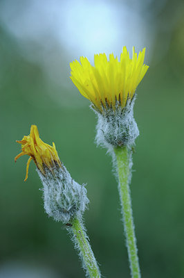 BUITEN BEELD Foto: 137897