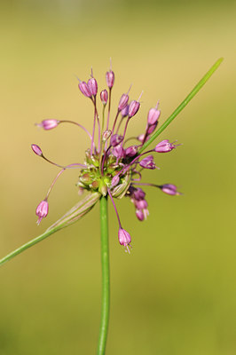 BUITEN BEELD Foto: 137913