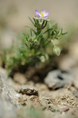 BUITEN BEELD Foto: 137914