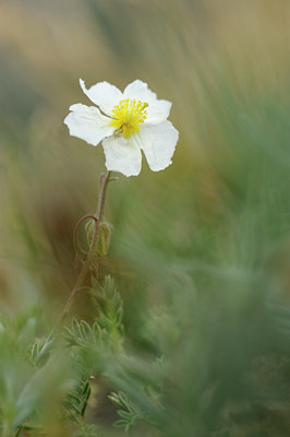 BUITEN BEELD Foto: 137948