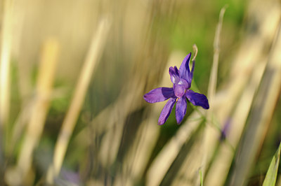 BUITEN BEELD Foto: 137955