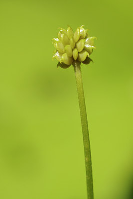 BUITEN BEELD Foto: 137968