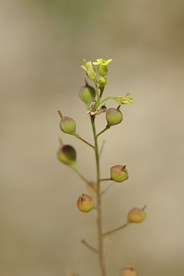 BUITEN BEELD Foto: 137976