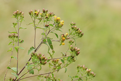 BUITEN BEELD Foto: 138004