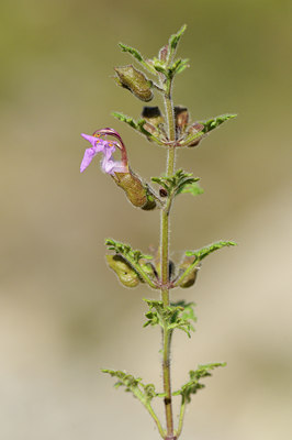 BUITEN BEELD Foto: 138008