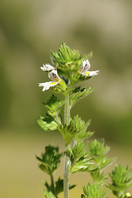 BUITEN BEELD Foto: 138011