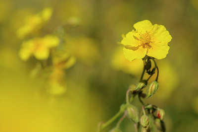 BUITEN BEELD Foto: 138022