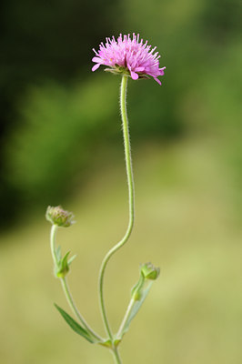 BUITEN BEELD Foto: 138041