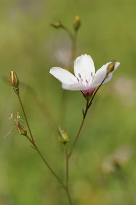 BUITEN BEELD Foto: 138052