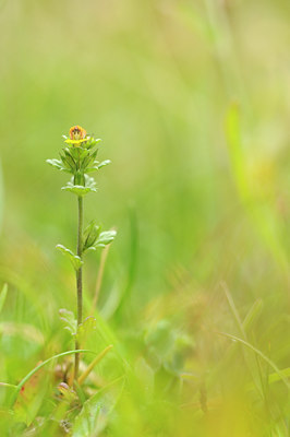 BUITEN BEELD Foto: 138055