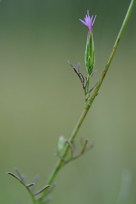 BUITEN BEELD Foto: 138068