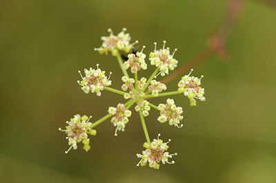 BUITEN BEELD Foto: 138069