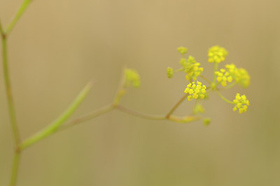 BUITEN BEELD Foto: 138075