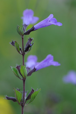 BUITEN BEELD Foto: 138076