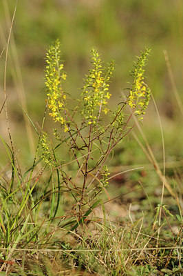 BUITEN BEELD Foto: 138093