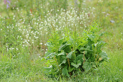 BUITEN BEELD Foto: 138104