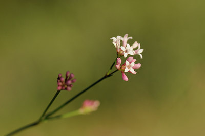 BUITEN BEELD Foto: 138130
