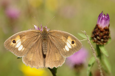 BUITEN BEELD Foto: 138141