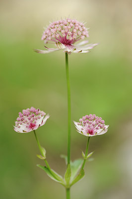 BUITEN BEELD Foto: 138142