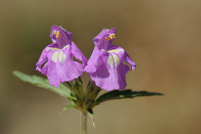 BUITEN BEELD Foto: 138166