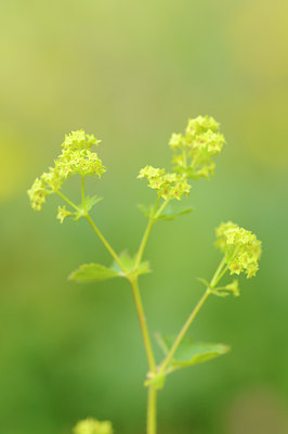 BUITEN BEELD Foto: 138178