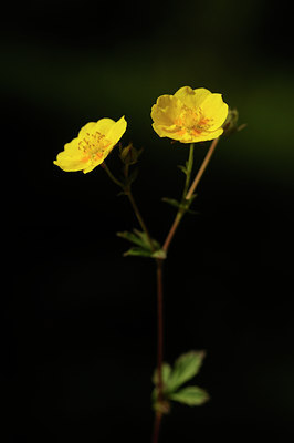 BUITEN BEELD Foto: 138182