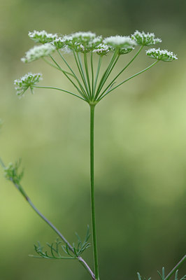 BUITEN BEELD Foto: 138185