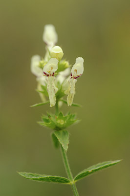 BUITEN BEELD Foto: 138186