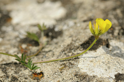 BUITEN BEELD Foto: 138206